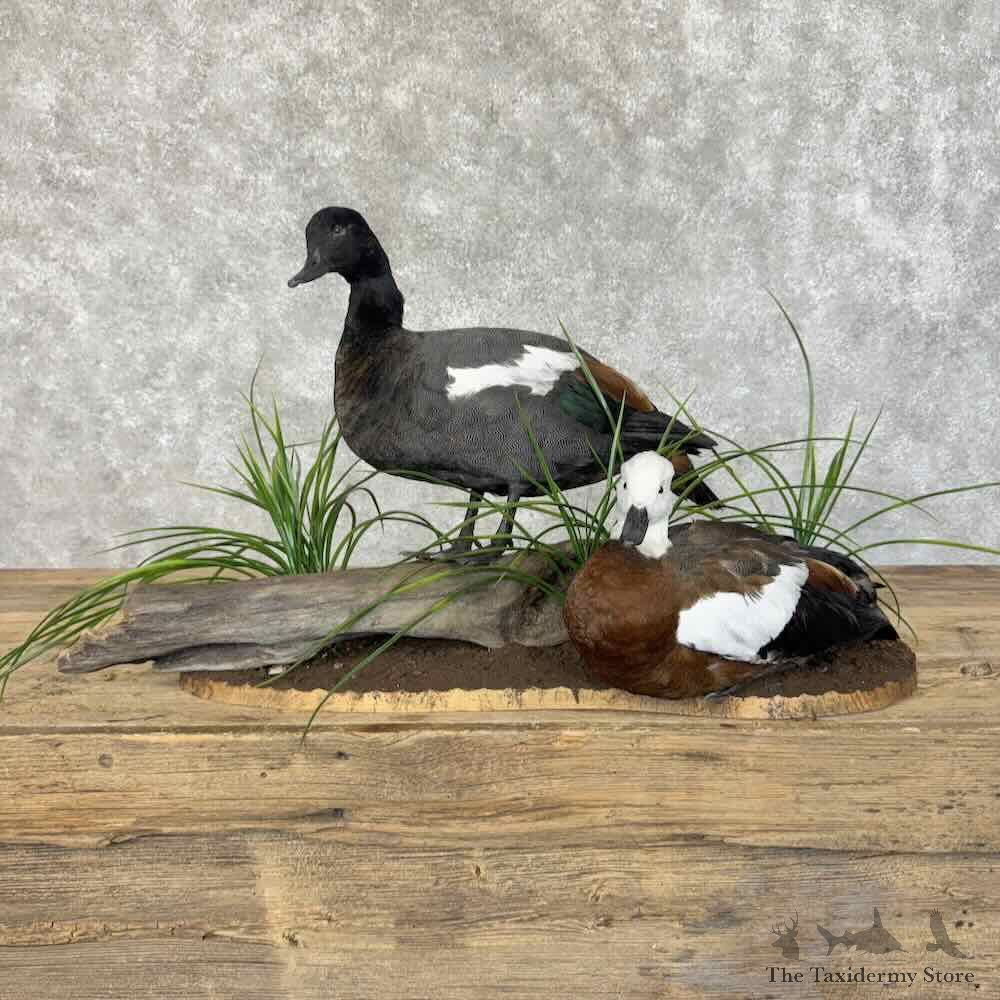Paradise Shelduck Pair Mount For Sale #31114 @ The Taxidermy Store