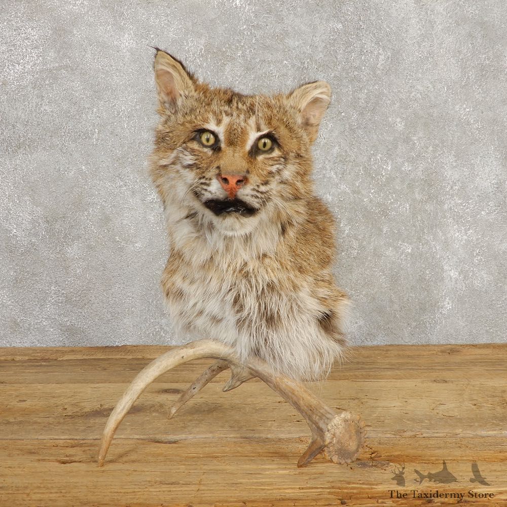 Bobcat Shoulder Mount For Sale #20379 @ The Taxidermy Store