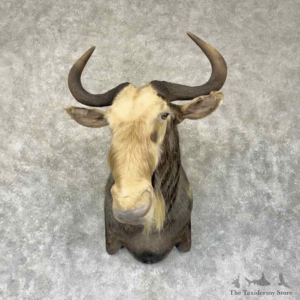 Kings Wildebeest Shoulder Mount For Sale #31890 @ The Taxidermy Store