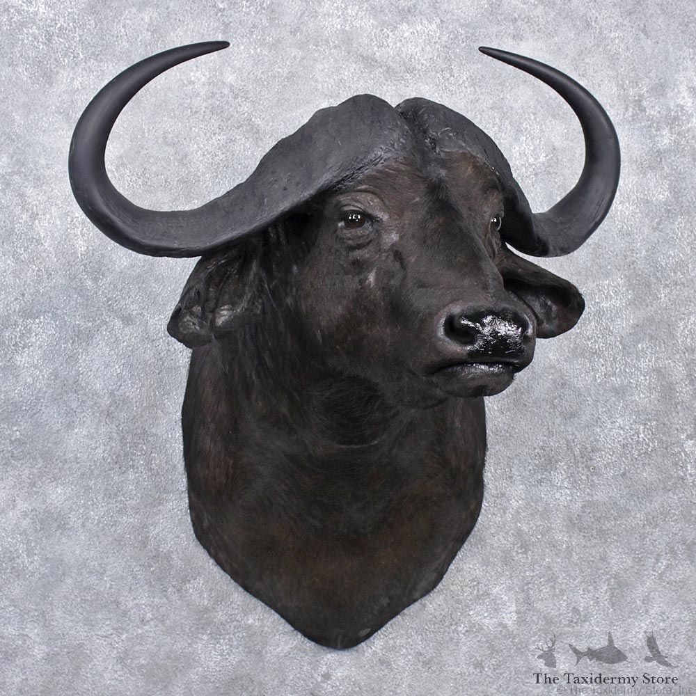 African Cape Buffalo Shoulder Taxidermy Head Mount #12534 For Sale @ The Taxidermy Store
