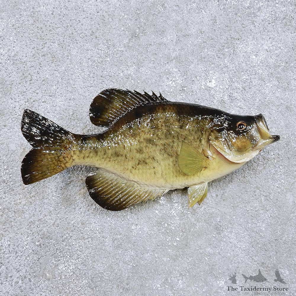 Crappie Fish Mount For Sale #14384 @ The Taxidermy Store