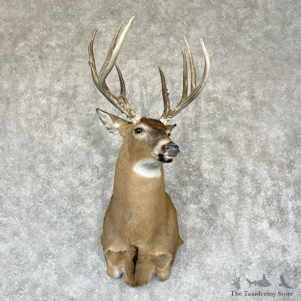Whitetail Deer Shoulder Mount For Sale #28162 - The Taxidermy Store