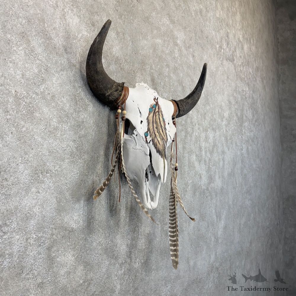 American Buffalo Bison Skull Mount For Sale #30131 @ The Taxidermy Store