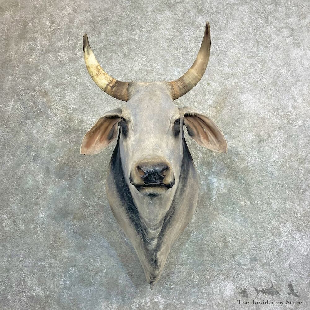 Brahma Bull Shoulder Mount For Sale #27296 @ The Taxidermy Store