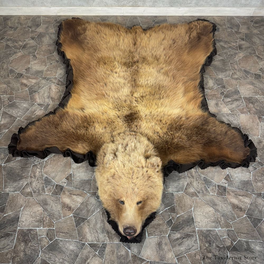 Grizzly Bear Full Size Rug Mount For Sale #29300 @ The Taxidermy Store