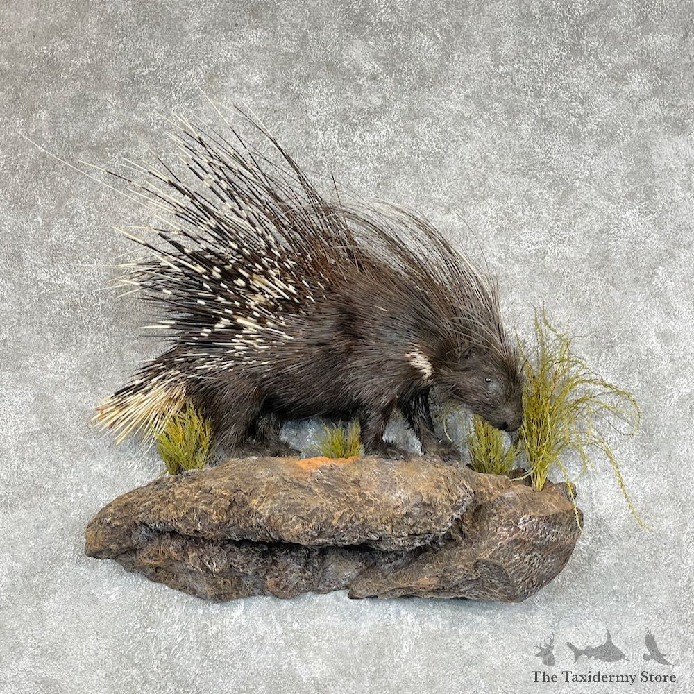 African Crested Porcupine Mount For Sale #25278 @ The Taxidermy Store