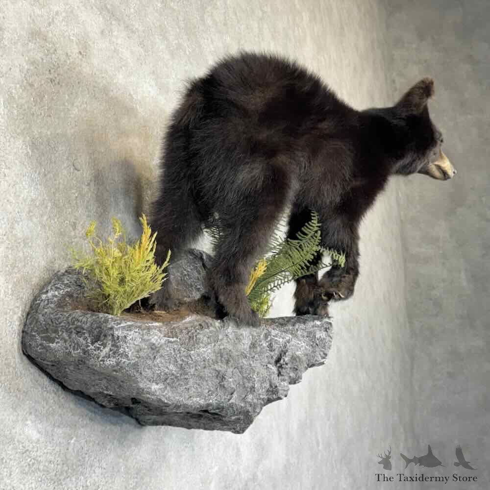 Black Bear Cub Life-Size Mount For Sale #31354 @ The Taxidermy Store