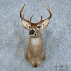 Whitetail Deer Shoulder Mount For Sale #15785 @ The Taxidermy Store