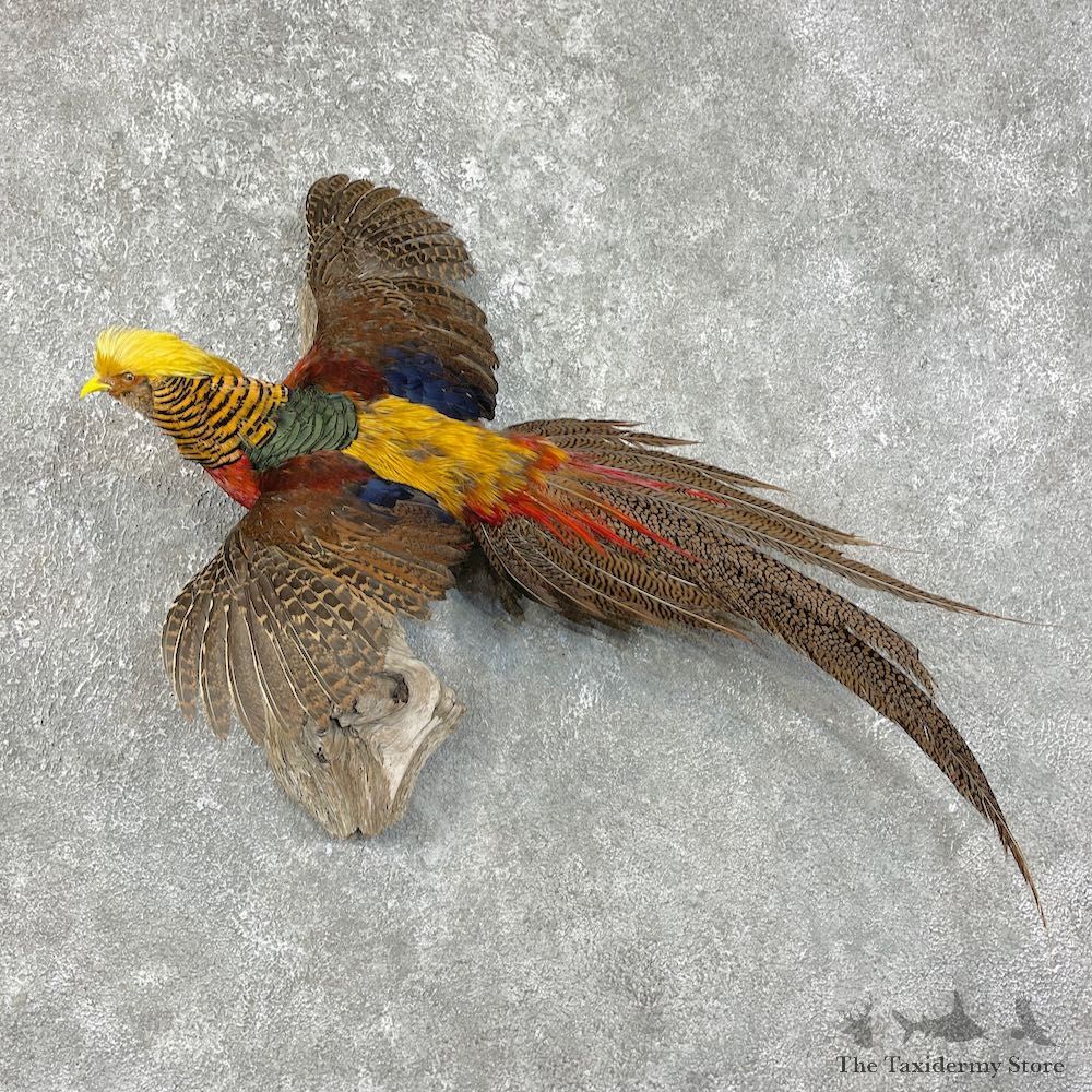 Red Golden Pheasant Bird Mount For Sale #25748 - The Taxidermy Store