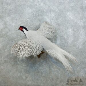 Silver Pheasant Flying Taxidermy Bird Mount #18543 For Sale @ The Taxidermy Store