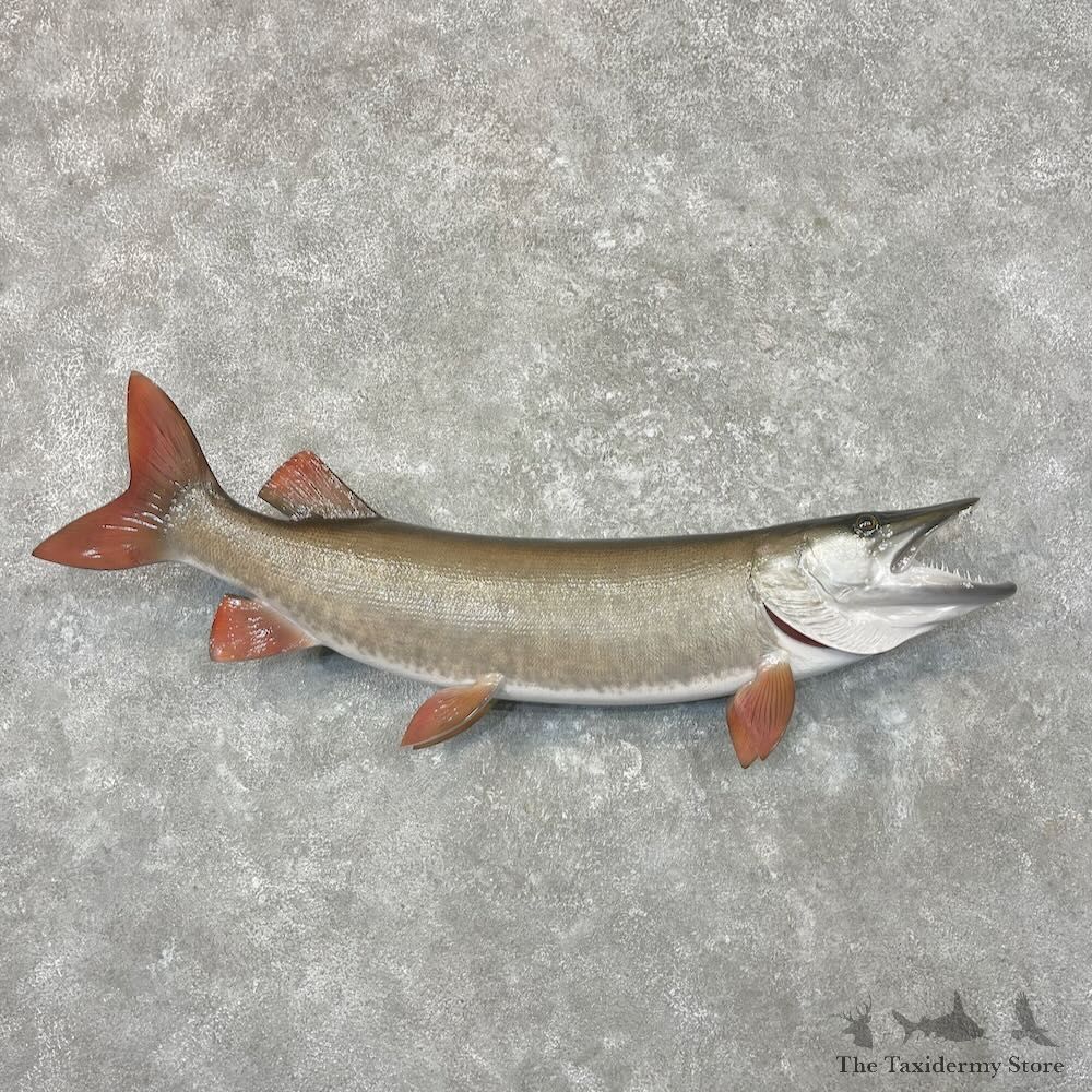 Reproduction Muskellunge Fish Mount For Sale #27678 @ The Taxidermy Store