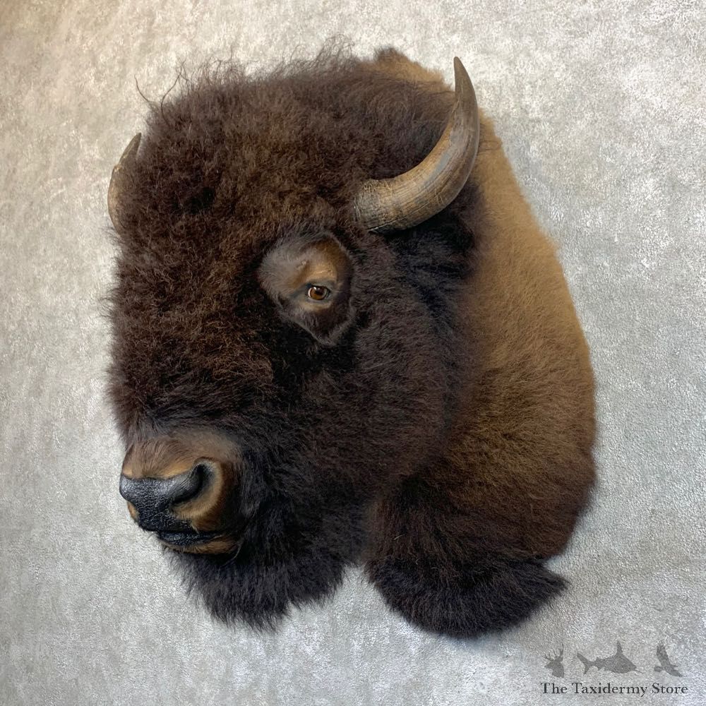 American Bison Shoulder Mount For Sale #23940 @ The Taxidermy Store