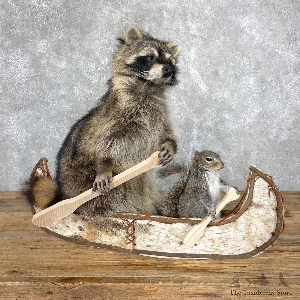 Canoeing Squirrel and Raccoon Novelty Mount For Sale #24444 @ The Taxidermy Store
