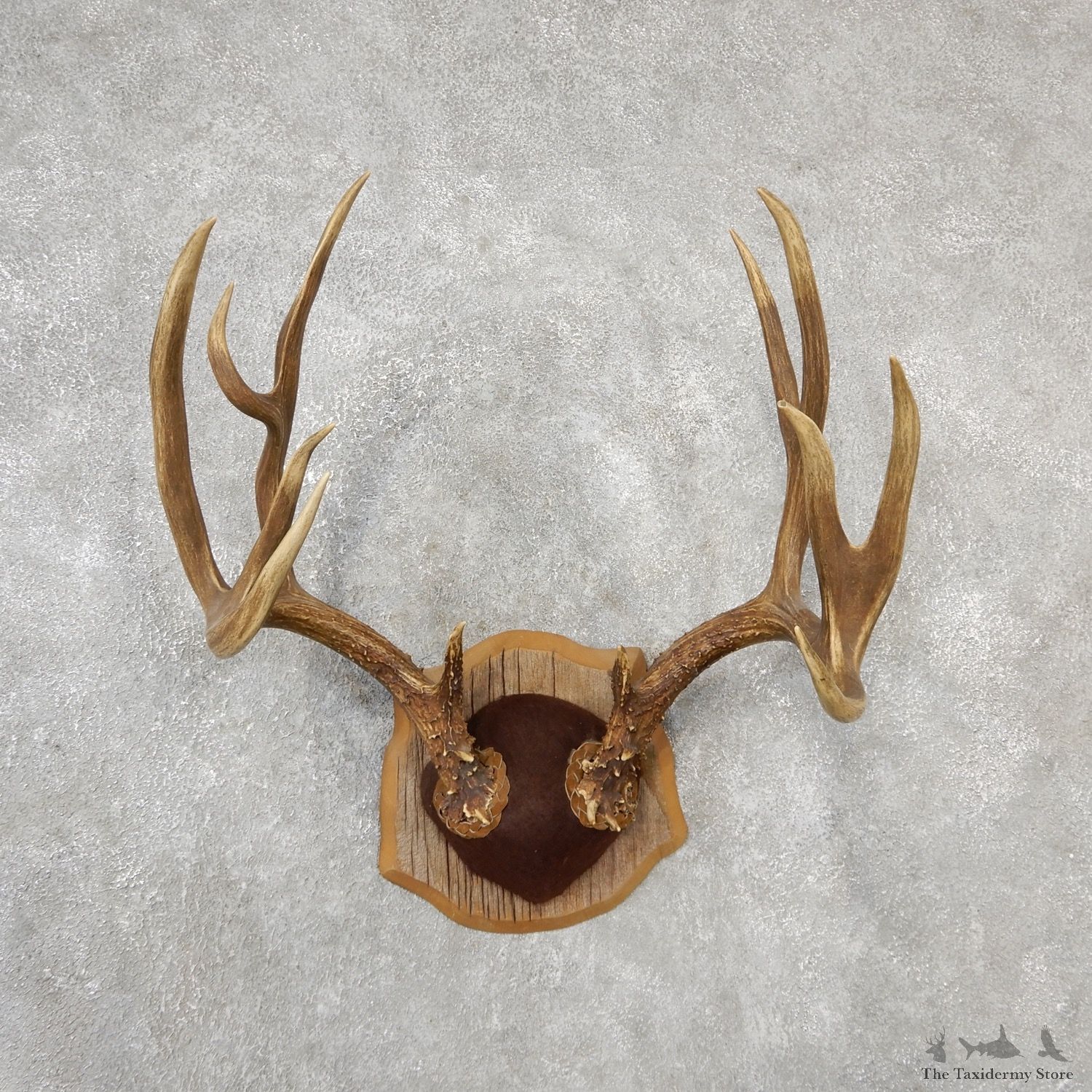 Black Tail Deer Taxidermy Antler Plaque #19109 For Sale @ The Taxidermy Store