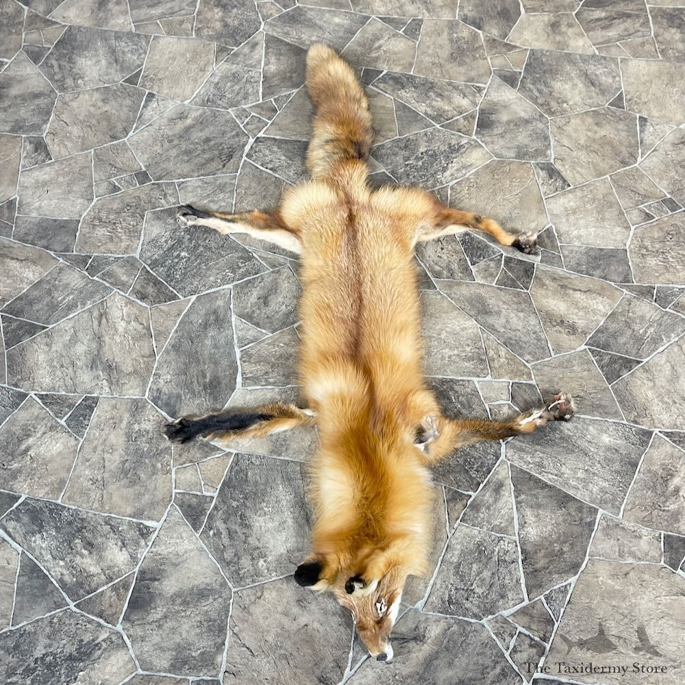 Red Fox Tanned Hide For Sale #27915 @ The Taxidermy Store