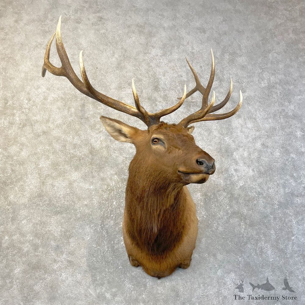 Rocky Mountain Elk Shoulder Mount For Sale #25146 @ The Taxidermy Store