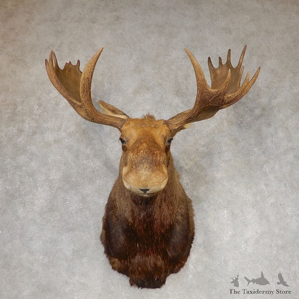 Eastern Canada Moose Shoulder Taxidermy Mount For Sale #21303 @ The Taxidermy Store