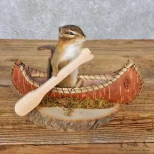 Novelty Canoe Chipmunk Mount For Sale #14988 @ The Taxidermy Store