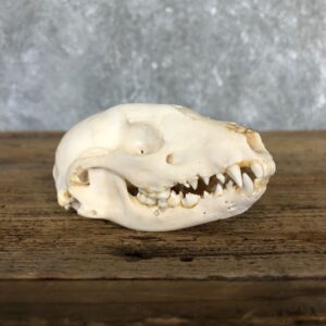 Raccoon Taxidermy Full Skull Mount #19838 For Sale @ The Taxidermy Store