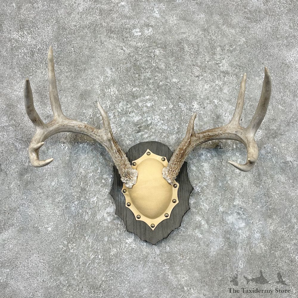 Whitetail Deer Antler Plaque Mount For Sale #26898 @ The Taxidermy Store