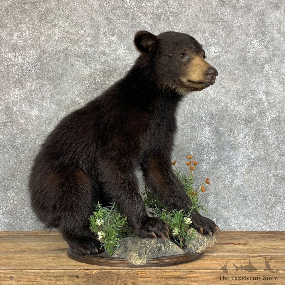 Black Bear Cub Taxidermy Mount #22454 For Sale @ The Taxidermy Store