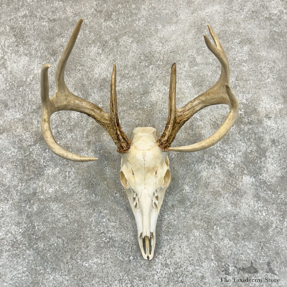 Whitetail Deer Skull European Mount For Sale #29236 @ The Taxidermy Store