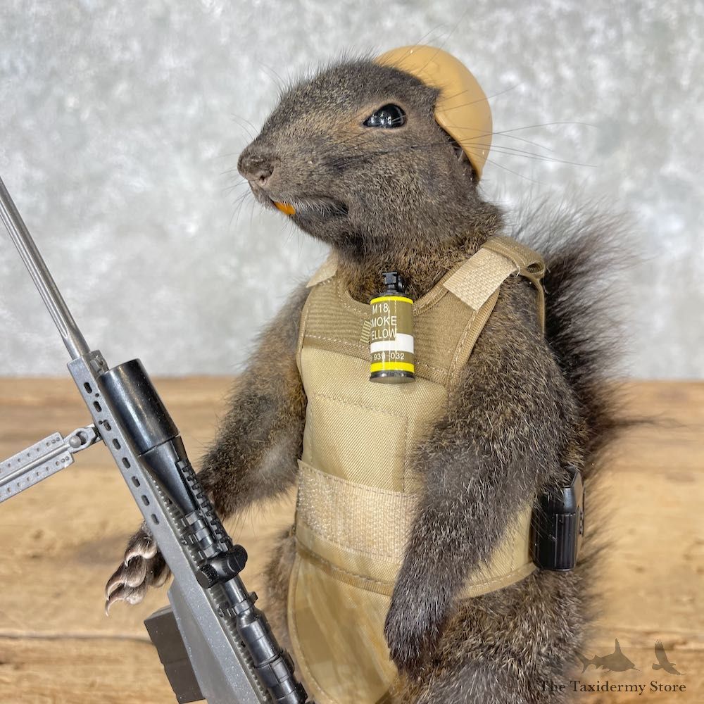 Sniper Squirrel Novelty Mount For Sale #27025 - The Taxidermy Store