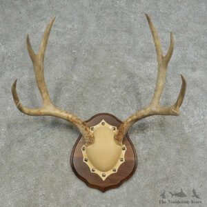 Mule Deer Skull European Mount For Sale #16626 @ The Taxidermy Store