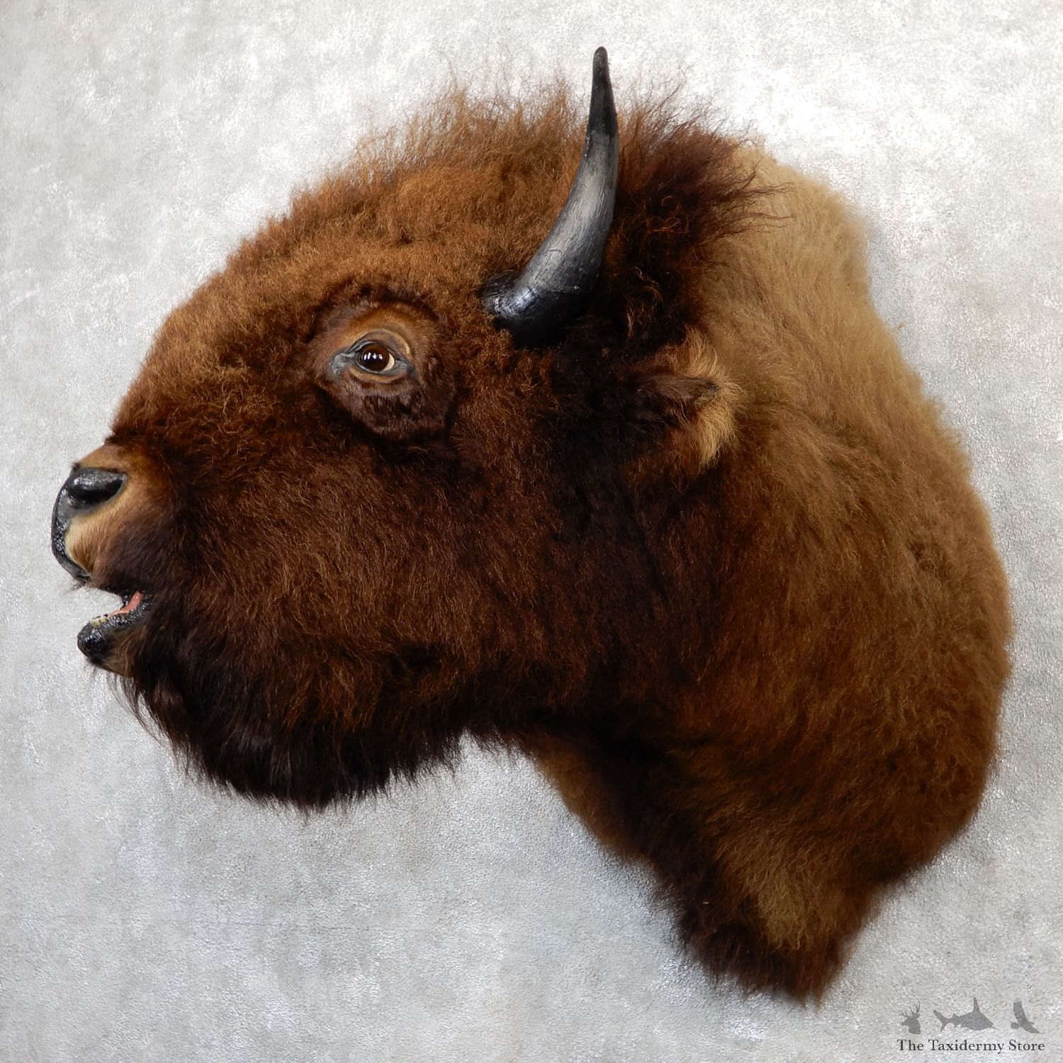 American Buffalo Shoulder Taxidermy Mount For Sale #19293 @ The Taxidermy Store