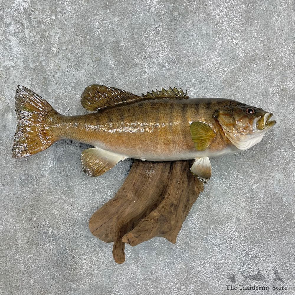 Smallmouth Bass Taxidermy Fish Mount #25578 For Sale @ The Taxidermy Store