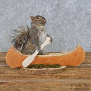 Novelty Canoe Squirrel Mount For Sale #14918 @ The Taxidermy Store