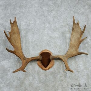 Moose Antlers Taxidermy Mount #13005 For Sale @ The Taxidermy Store