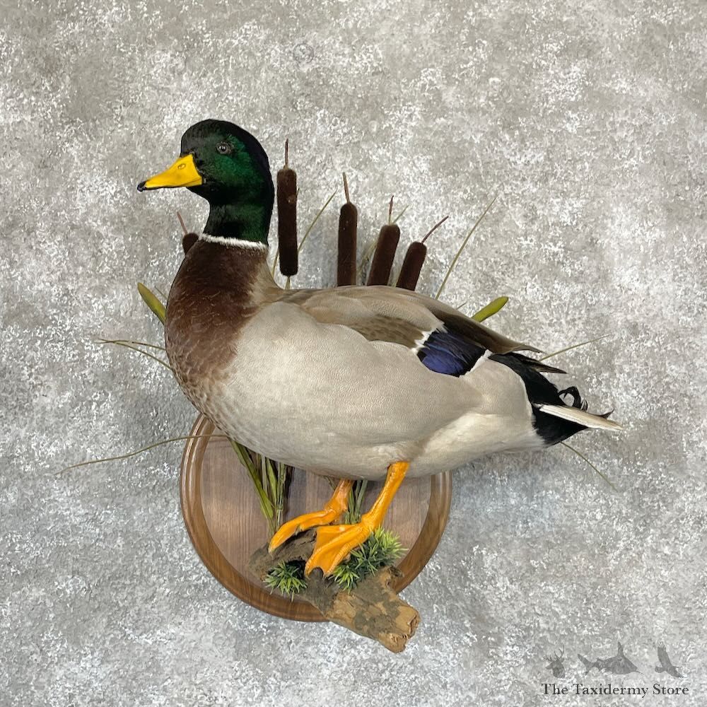 Mallard Duck Drake Bird Mount For Sale #28128 - The Taxidermy Store
