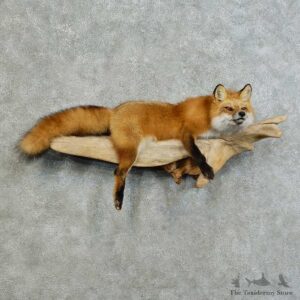Red Fox Life-Size Mount For Sale #16127 @ The Taxidermy Store