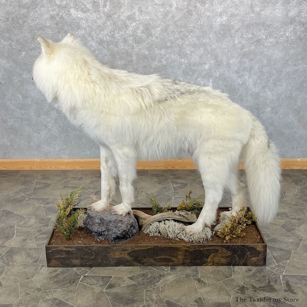White Alaskan Wolf Mount For Sale #28091 @ The Taxidermy Store