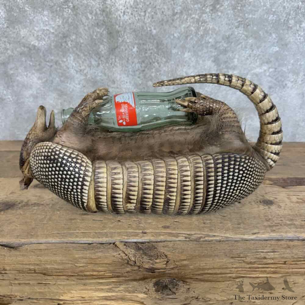 Armadillo Life-Size Mount For Sale #31429 @ The Taxidermy Store