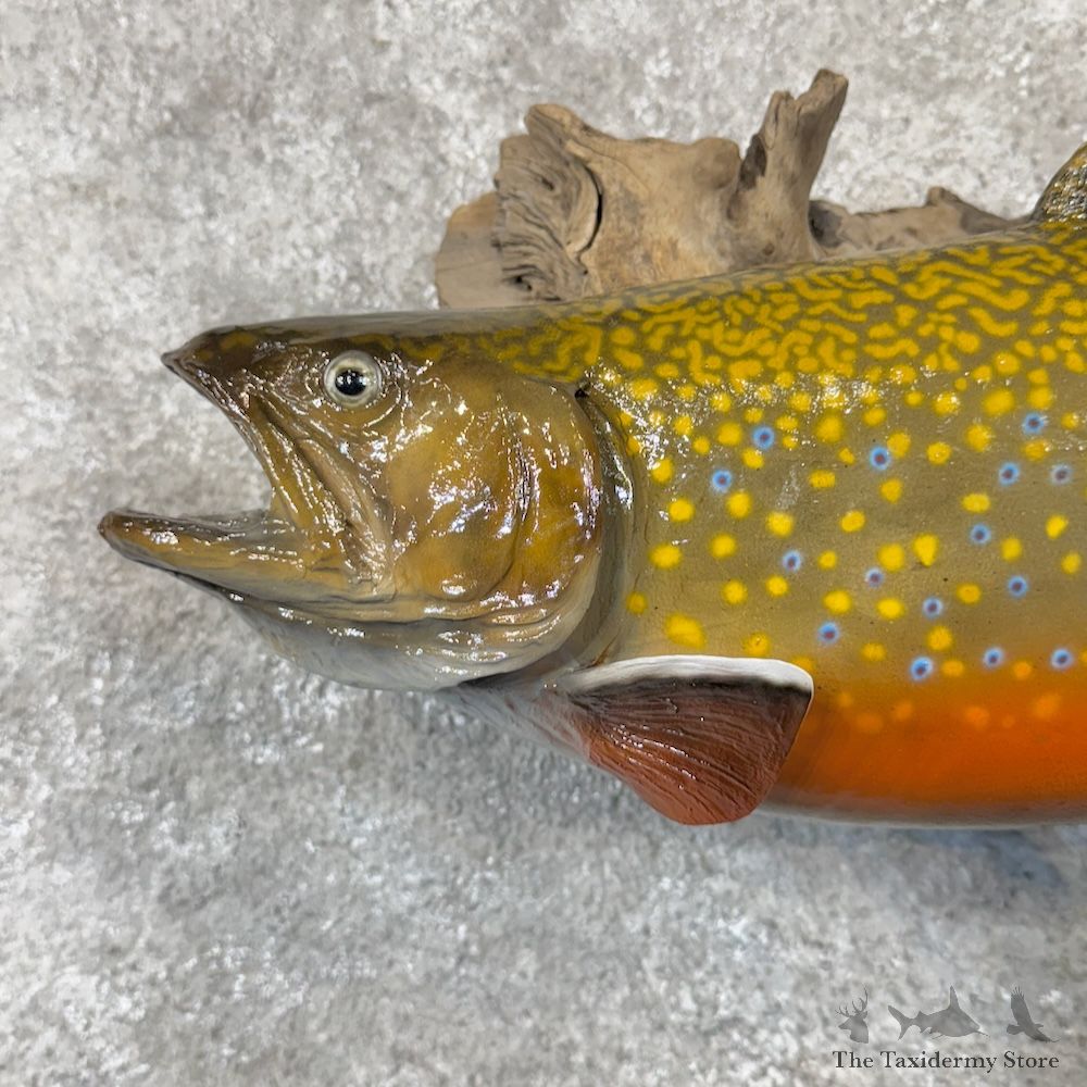 Brook Trout Fish Mount For Sale #29877 @ The Taxidermy Store