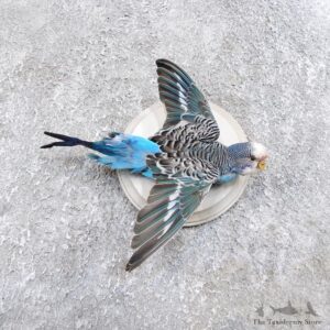 Parakeet Bird Mount For Sale #18587 @ The Taxidermy Store