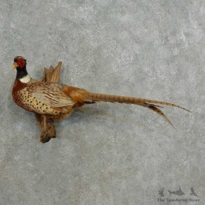 Ringneck Pheasant Bird Mount For Sale #16986 @ The Taxidermy Store