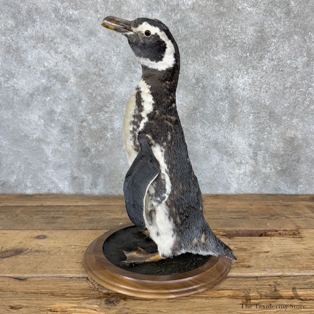 Magellanic Penguin Bird Mount For Sale #29974 @ The Taxidermy Store
