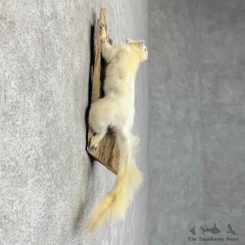 Albino Squirrel Life-Size Mount For Sale #30464 @ The Taxidermy Store