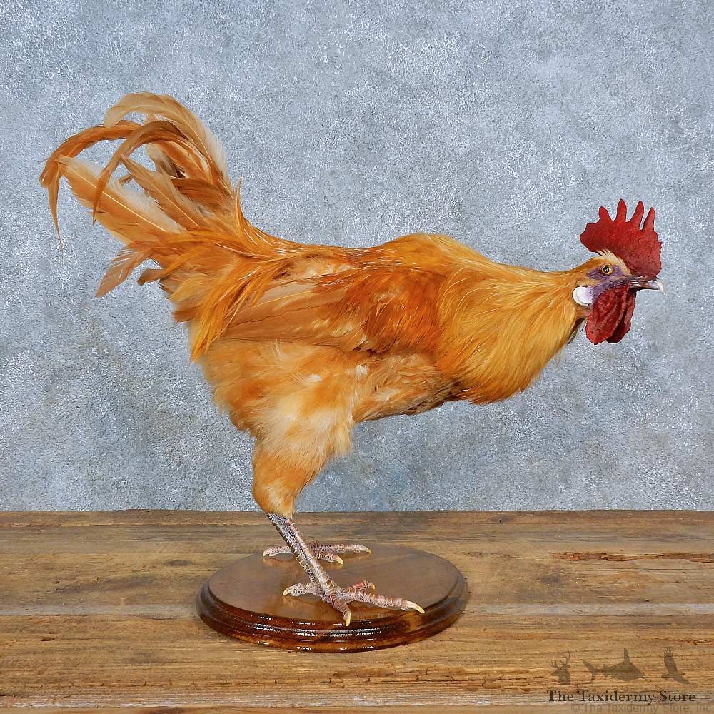 Buff Leghorn Chicken Mount For Sale #15407 @ The Taxidermy Store