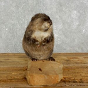 Muskrat Life Size Taxidermy Mount #17611 For Sale @ The Taxidermy Store