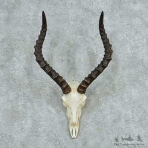 Impala Skull Horns European Mount #13728 For Sale @ The Taxidermy Store