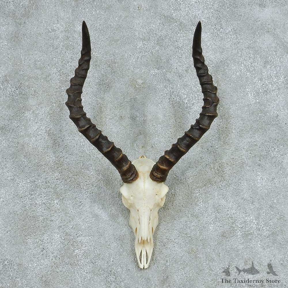 Impala Skull Horns European Mount #13728 For Sale @ The Taxidermy Store
