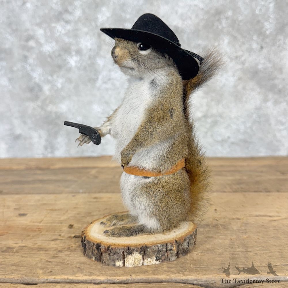 Cowboy Squirrel Novelty Mount For Sale #30212 @ The Taxidermy Store