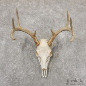 Whitetail Deer Skull European Mount For Sale #18939 @ The Taxidermy Store