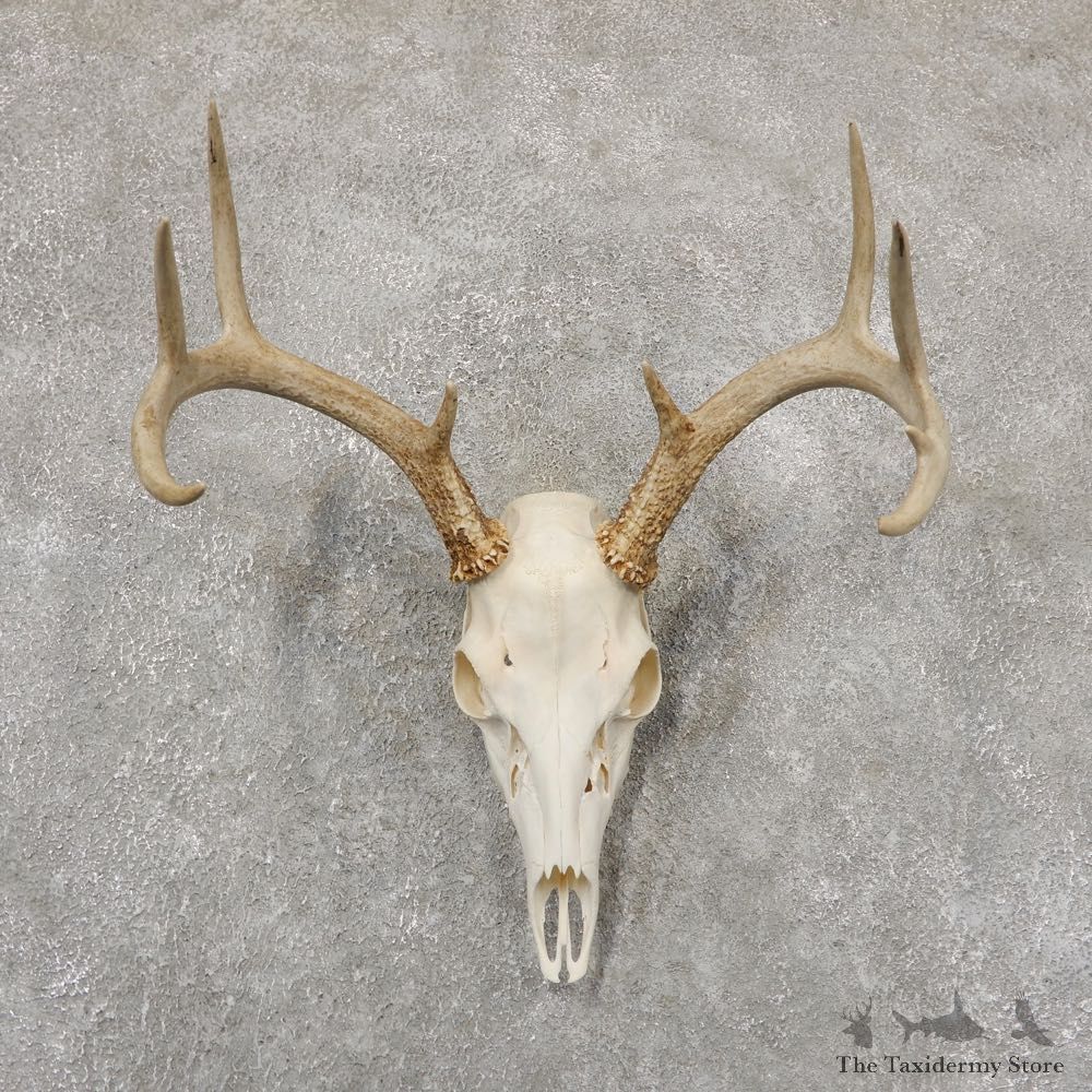 Whitetail Deer Skull European Mount For Sale #18939 @ The Taxidermy Store
