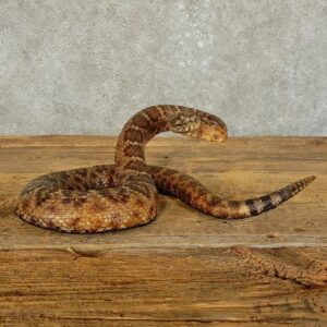 Eastern Diamondback Snake Mount For Sale #15867 @ The Taxidermy Store
