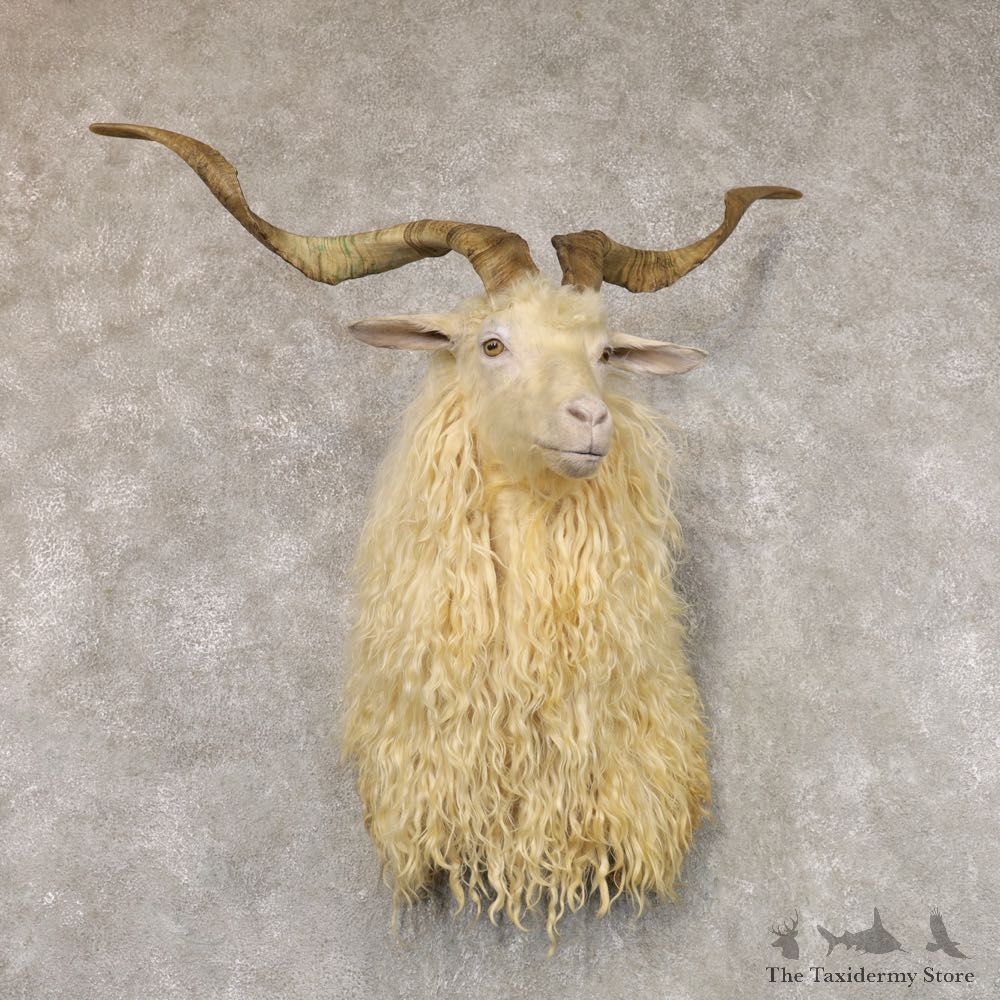 Hybrid Goat Shoulder Taxidermy Mount For Sale #22505 @ The Taxidermy Store